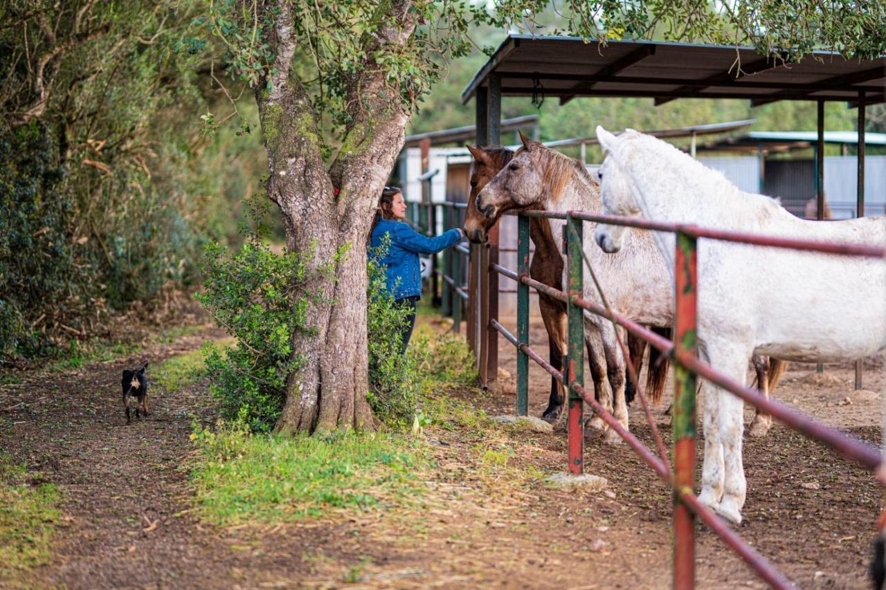 Finca Agroturismo Son Menut Felanitx Esterno foto